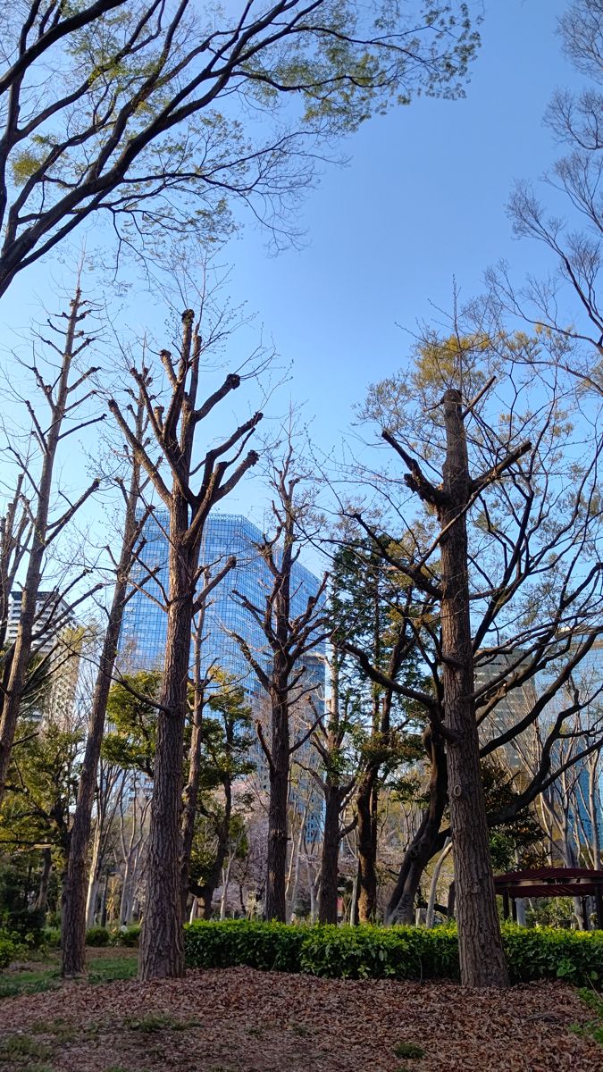 太い枝の途中で切られた広葉樹が何本も並び、切り口にこぶができている。奥に高層ビル
