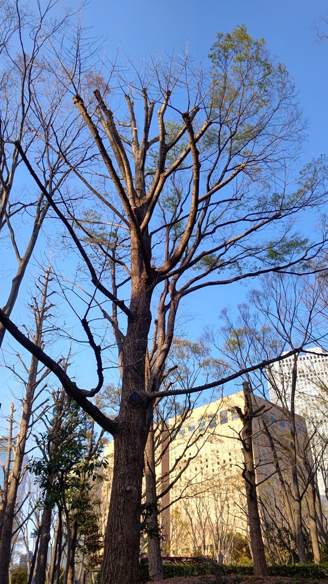 三つに分かれた幹が布で巻かれ、ひもで留められている。幹の先は切られ、切り口から細い枝が出ている