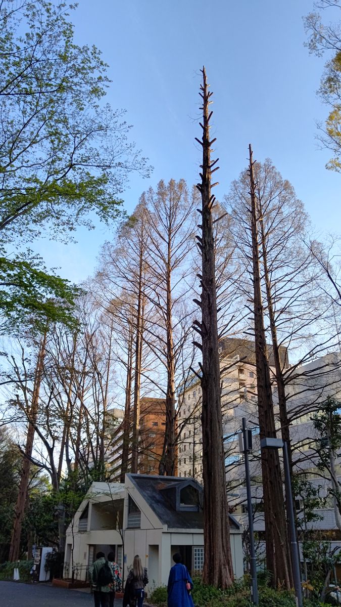 横枝をほとんど落とされ、先端も止められて幹だけのようになった背の高い針葉樹。まわりには枝の残る同じ形の木が並ぶ